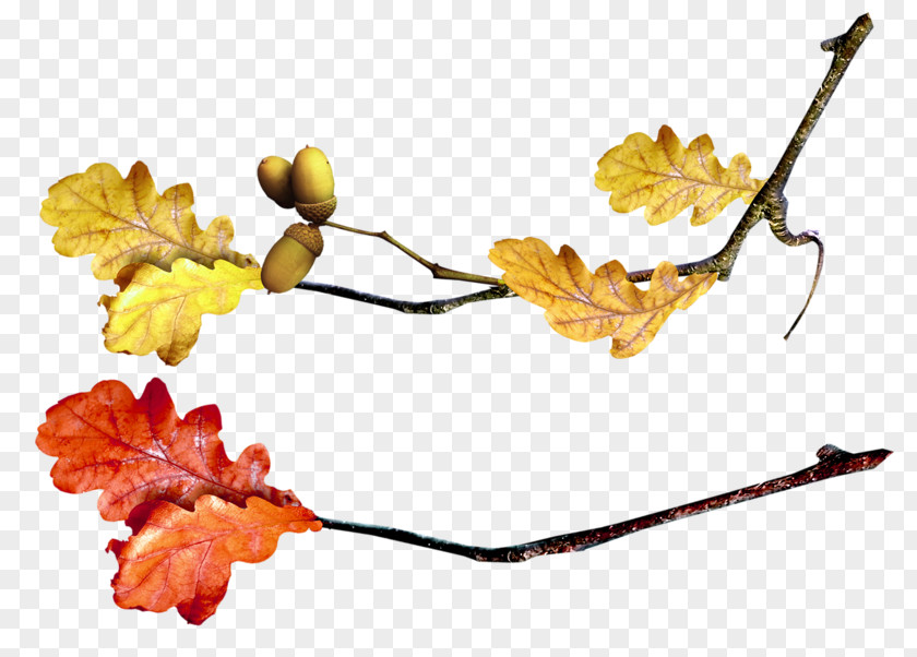 Leaf Twig Autumn PNG