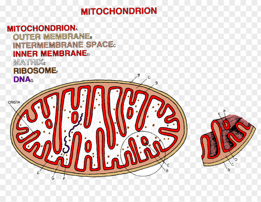 Mitochondria Chloroplast Mitochondrion Coloring Book Adenosine Triphosphate PNG