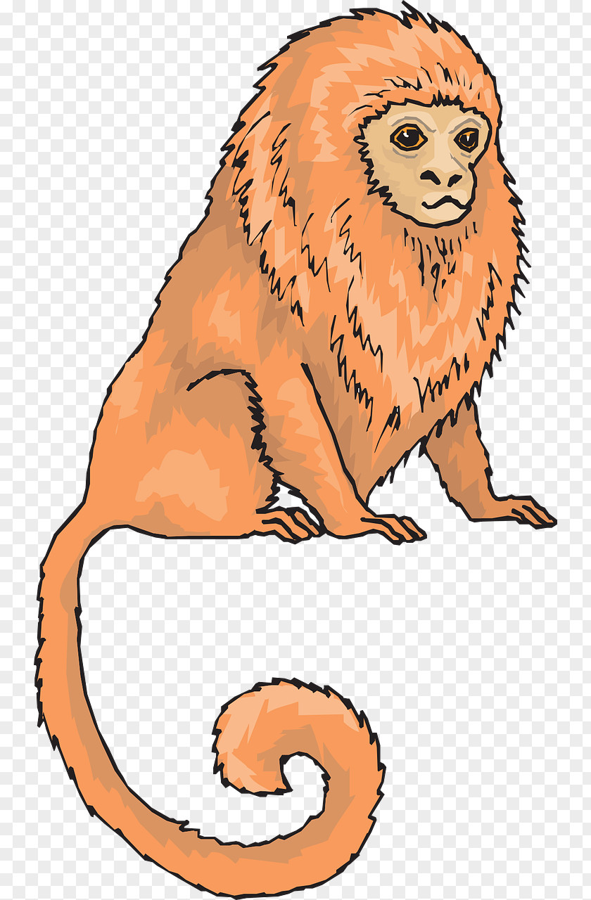 Orange Monkey Marmoset Clip Art PNG