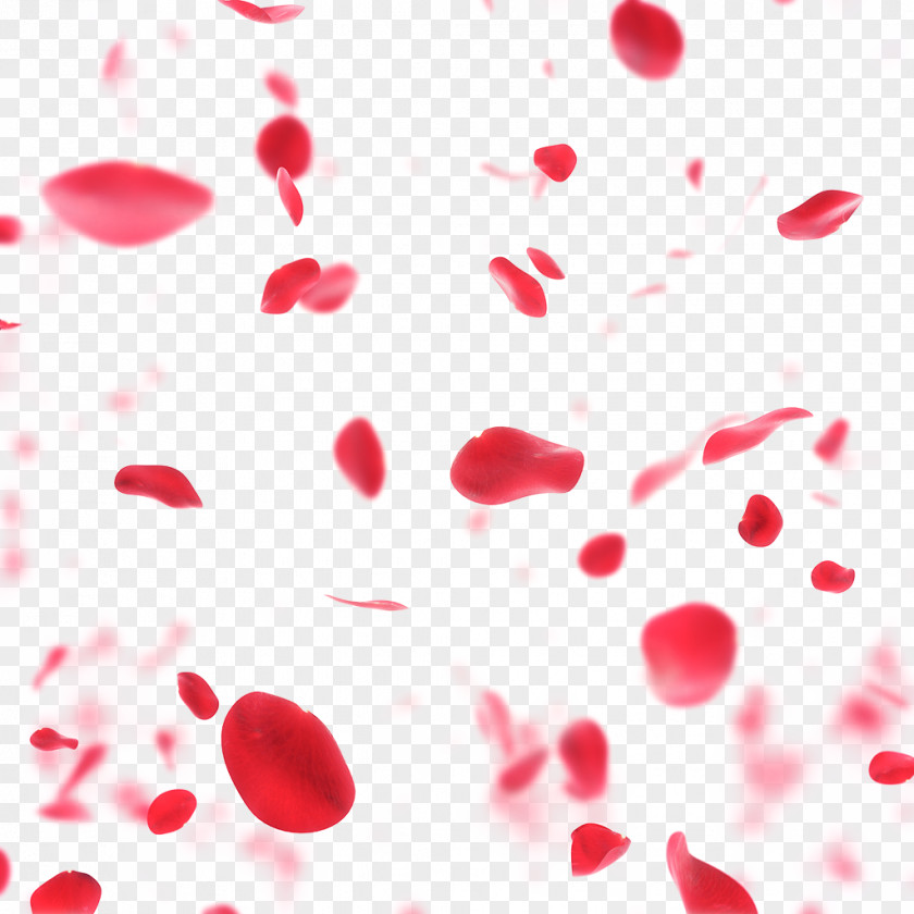 Rose Petals Drift Stock Photography Anniversary Valentines Day Royalty-free PNG