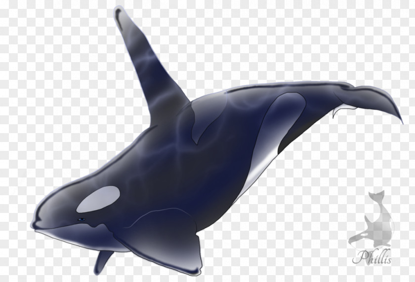 Shark Killer Whale Common Bottlenose Dolphin Marine Biology PNG