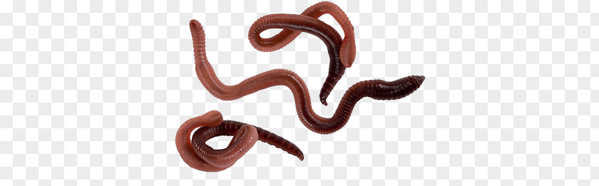 Worms Three PNG Three, three earthworms clipart PNG