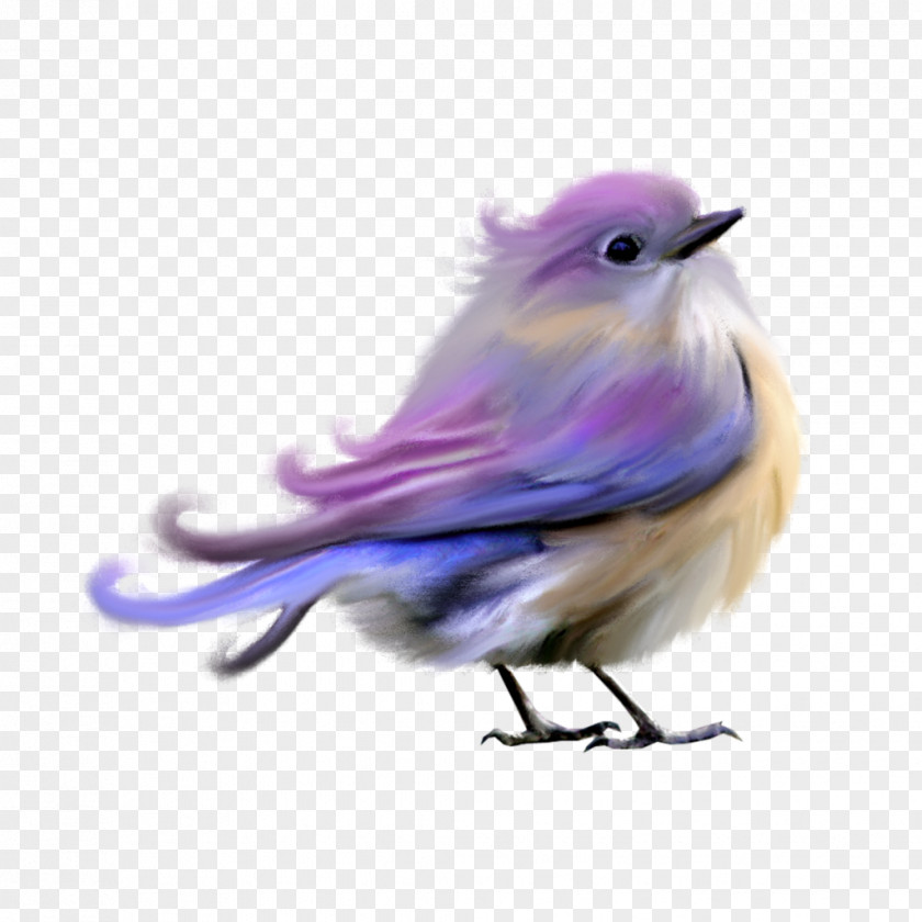 Birds Domestic Pigeon Hummingbird Clip Art PNG
