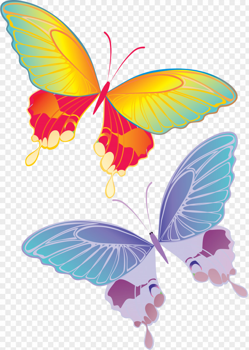 Butterfly Clip Art PNG