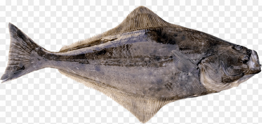 Fishing International Pacific Halibut Commission Flatfish Cod PNG