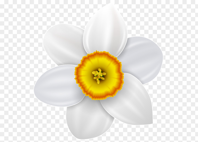 Flower Narcissus Drawing Clip Art PNG