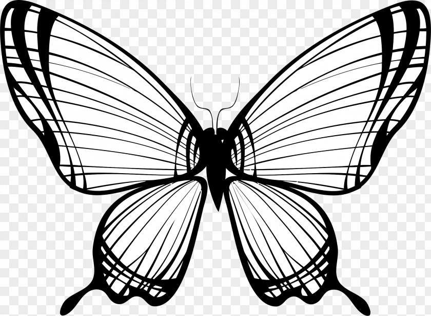 Butterfly Drawing Silhouette T-shirt PNG