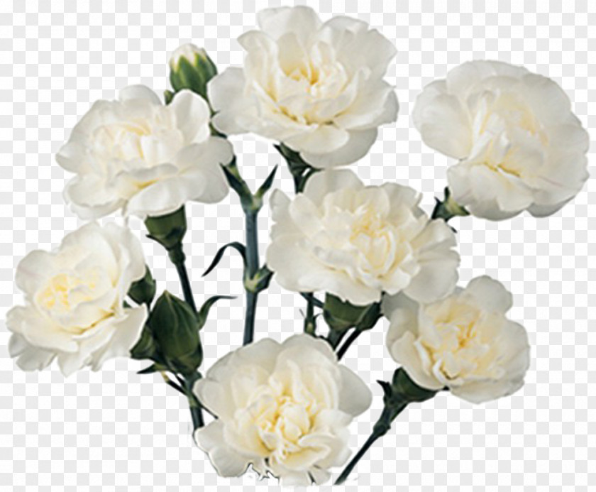 Flower Carnation Cut Flowers Bouquet White PNG