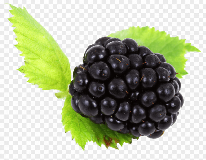 Grape Boysenberry Bilberry PNG