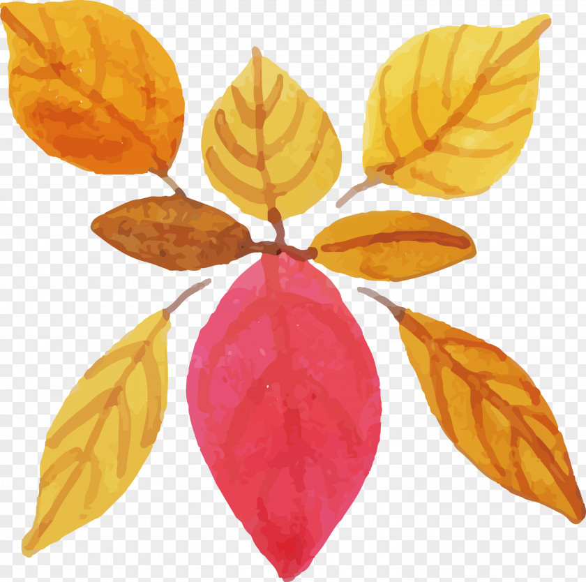 Leaf Fruit Plant Structure Biology Science PNG