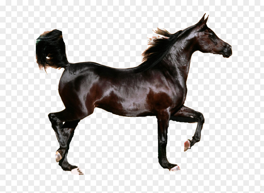 Mustang Arabian Horse Friesian Stallion Foal PNG