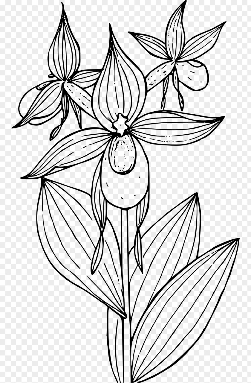 Phalaenopsis Showy Lady's Slippers Cypripedium Montanum Coloring Book Lady's-slipper PNG