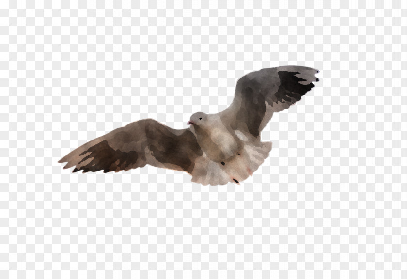 Feather Kite PNG
