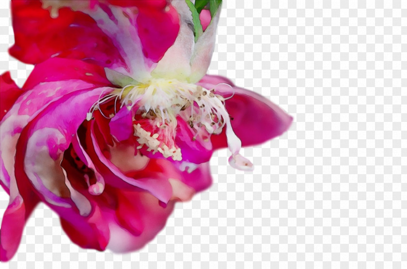 Floral Design PNG