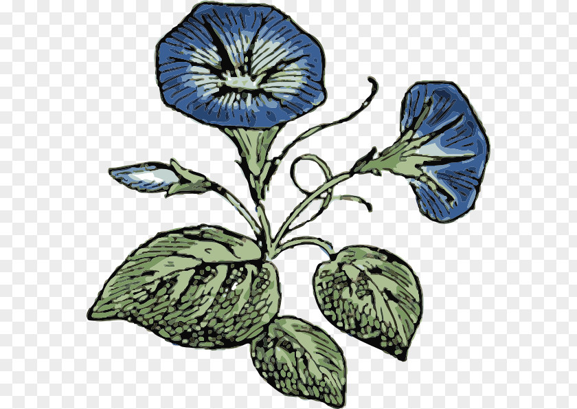 Glory Ipomoea Indica Morning Clip Art PNG