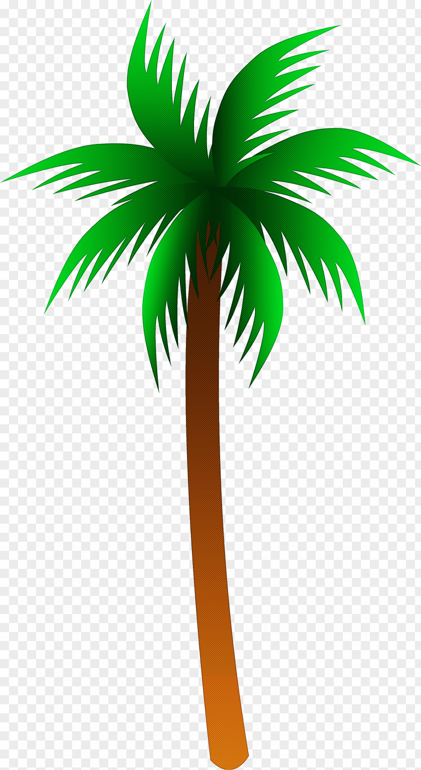 Palm Tree PNG