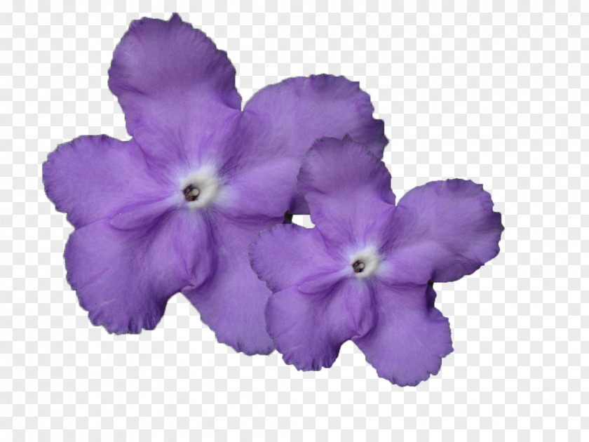 Purple Orchid Magnolia Kobus Liliiflora Violet PNG