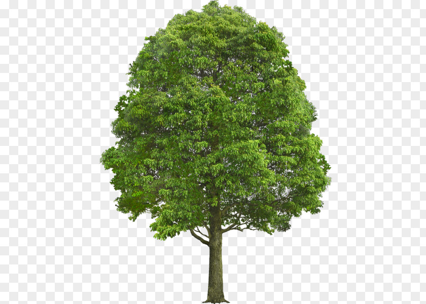 Tree Stock Photography Deciduous Shrub PNG