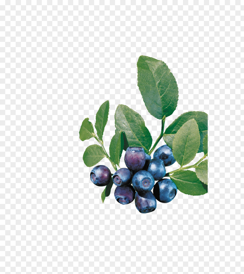 Blueberries And Blueberry Leaves Bilberry European PNG