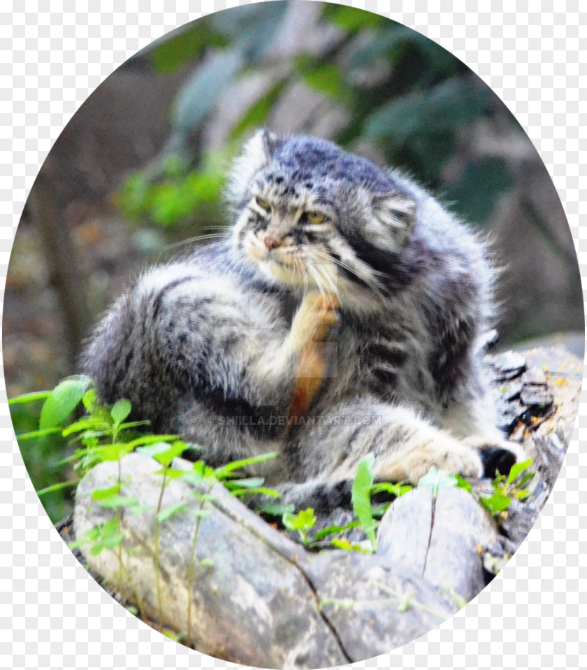 Cat Wildcat Whiskers Snout Wildlife PNG