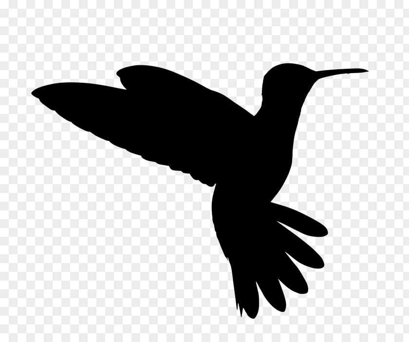 Hummingbird Beak Clip Art Fauna PNG