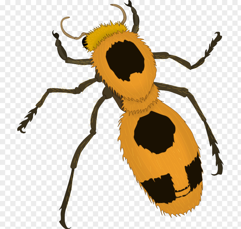 Insect Vector Beetle Clip Art PNG