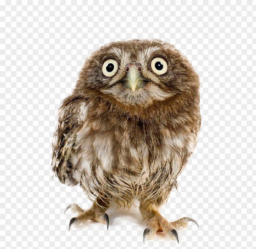 Owl Animals On White Stock Photography Royalty-free Image PNG