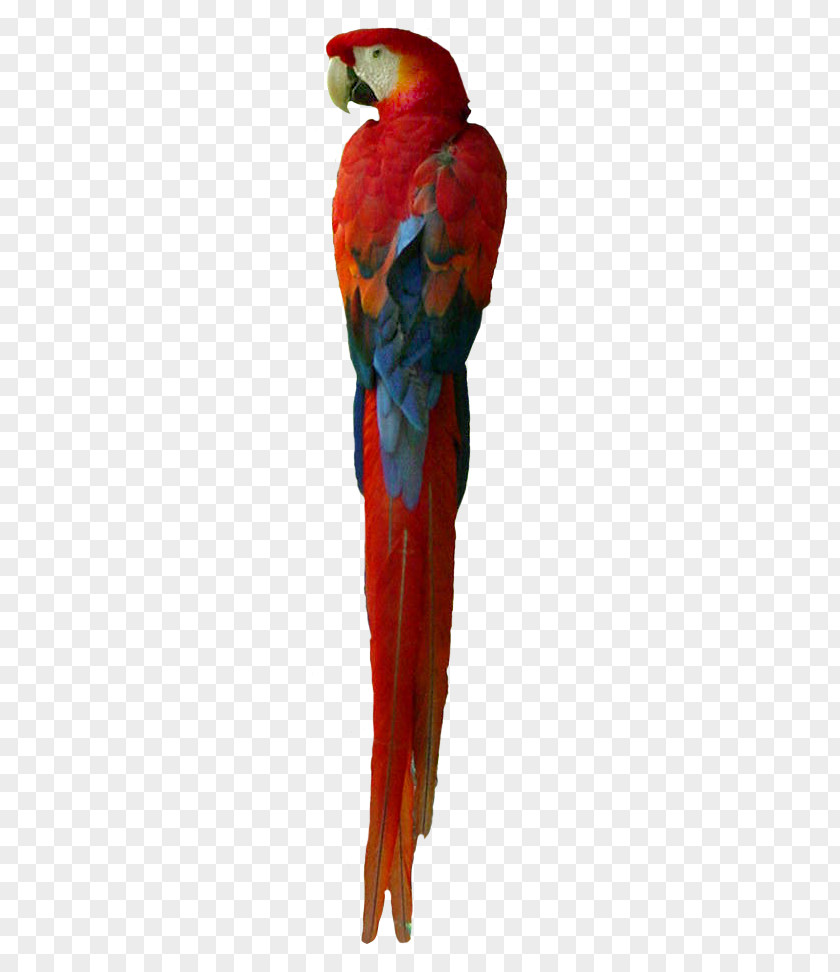 Red Parrot Macaw Loriini Parakeet Feather Beak PNG