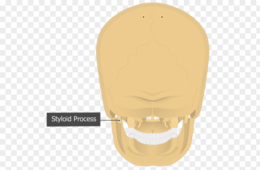 Skull Mastoid Part Of The Temporal Bone Process Occipital PNG