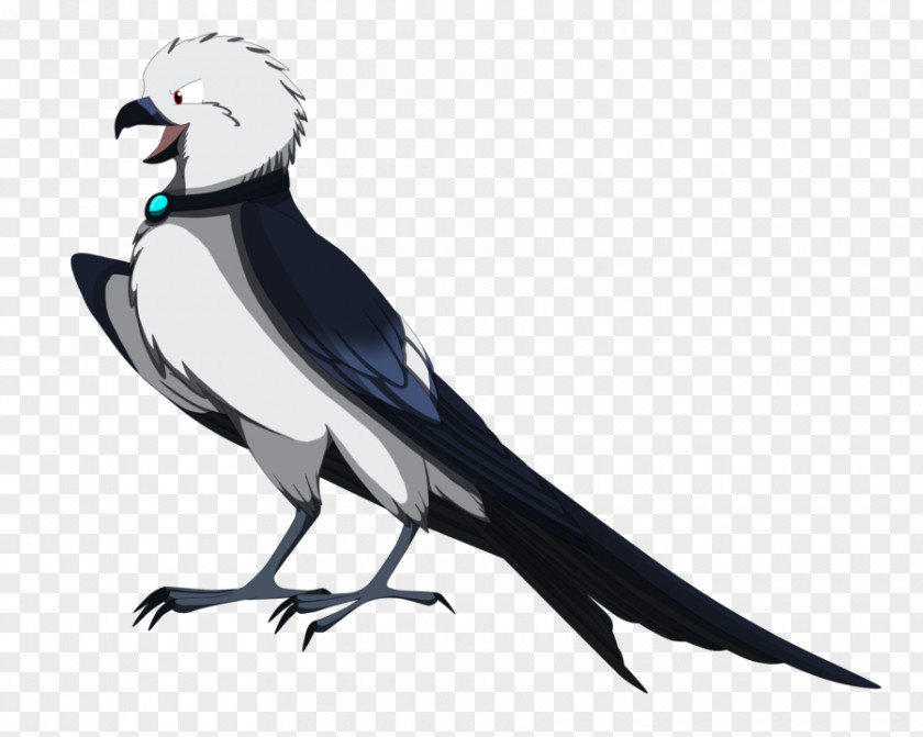 Swallowtail Kite Swallow-tailed Drawing Beak Bird PNG