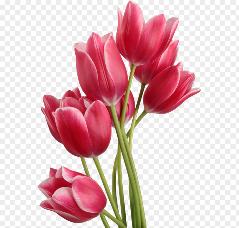 Tulips Image Tulip Computer File PNG