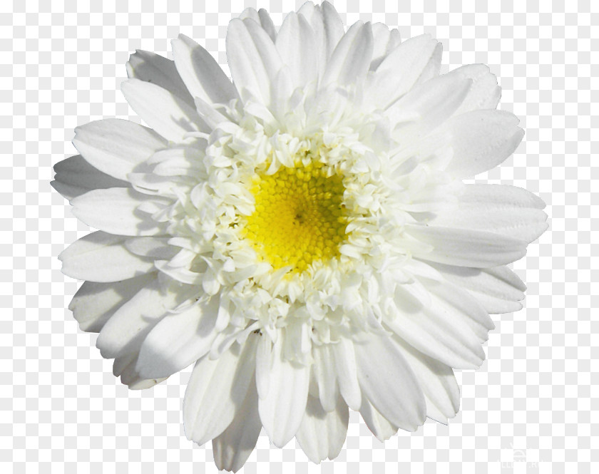 Camomile Margarita Common Daisy Drawing PNG