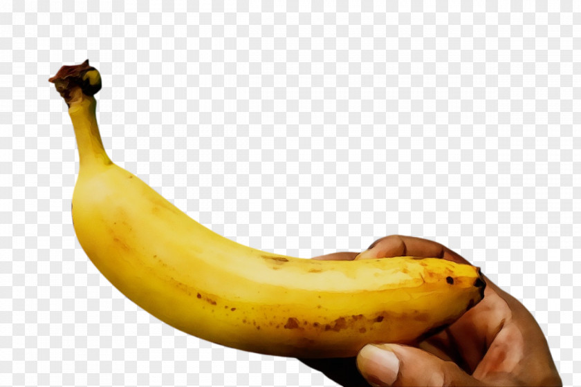 Cooking Banana Plants Fruit PNG