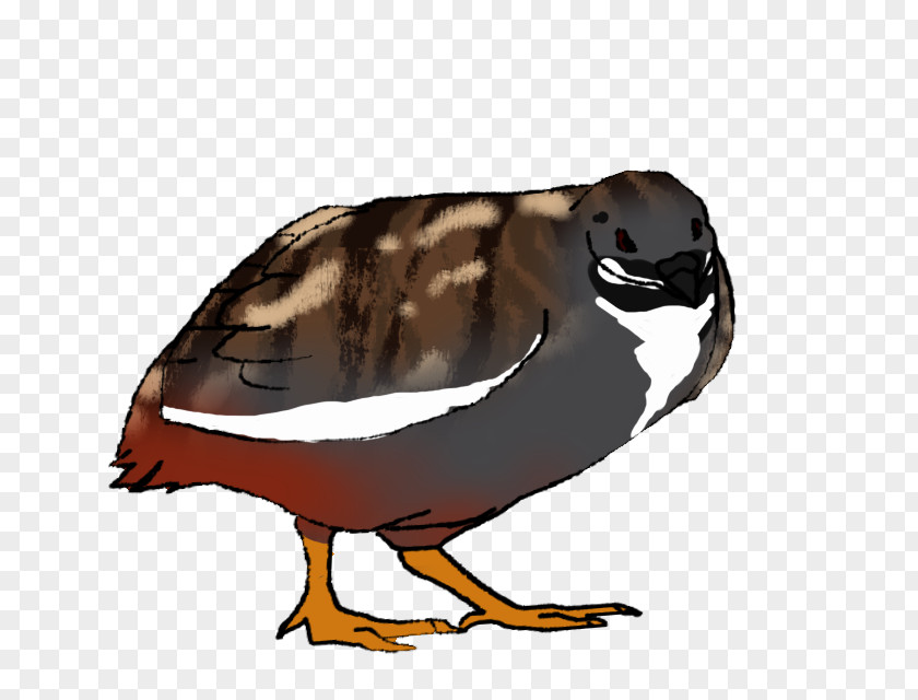 Duck Goose Fauna Beak PNG