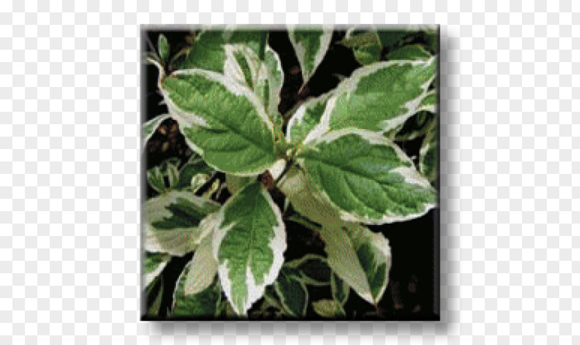 Leaf White Dogwood Shrub Red Osier Broad-leaved Tree PNG