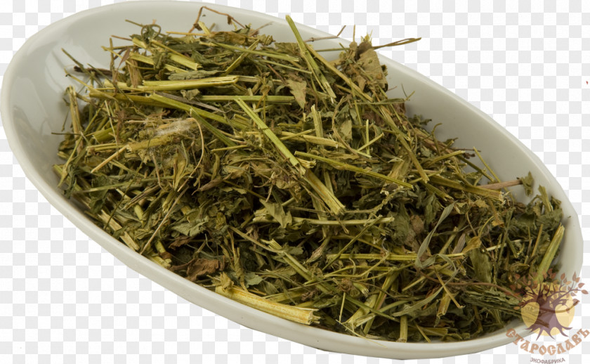 Tea Mate Sencha Lemon Balm Herbaceous Plant PNG