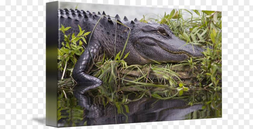 American Alligator Crocodile Velociraptor Wildlife PNG