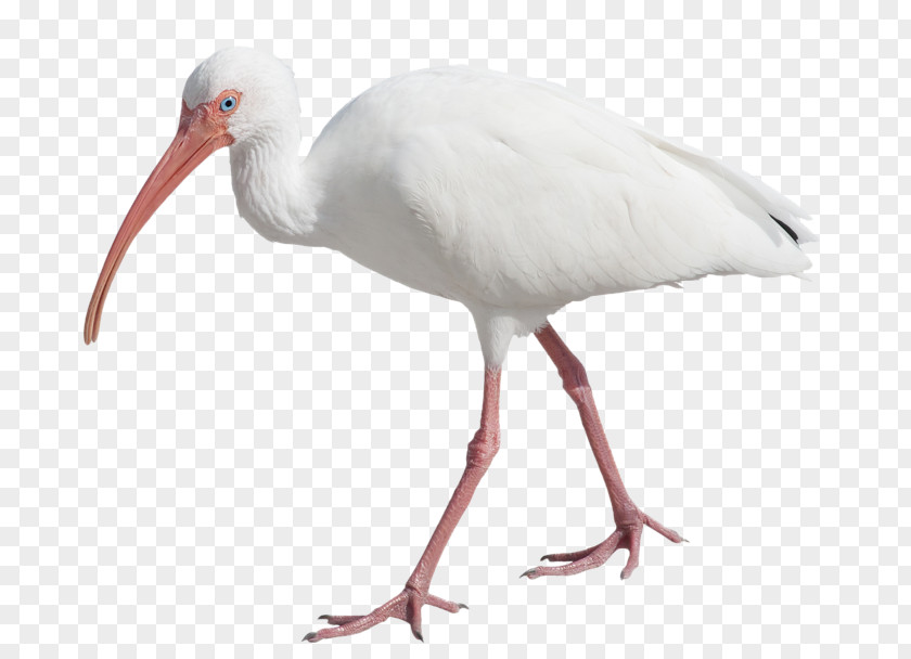 Bird American White Ibis Scarlet Eurasian Spoonbill PNG