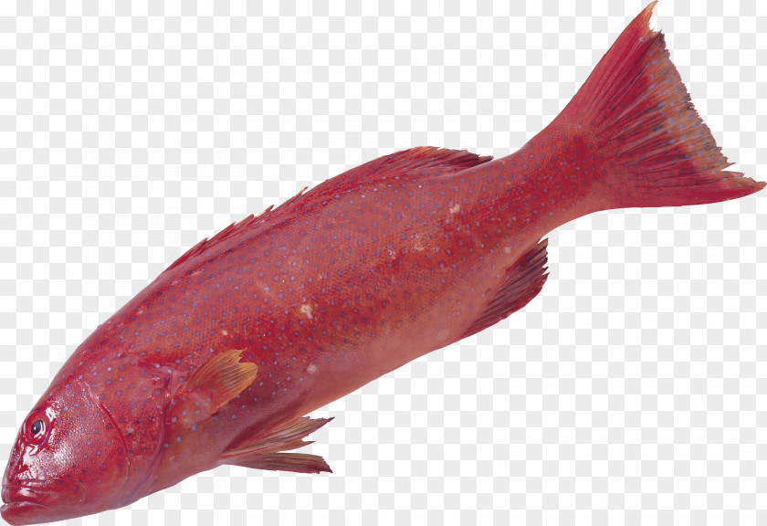Fish Sturgeon Arowana PNG