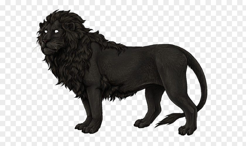 Lion Border Collie Dog Breed Melanism Rough PNG