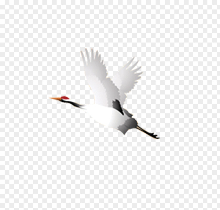 Off Crane Bird Flight Takeoff PNG