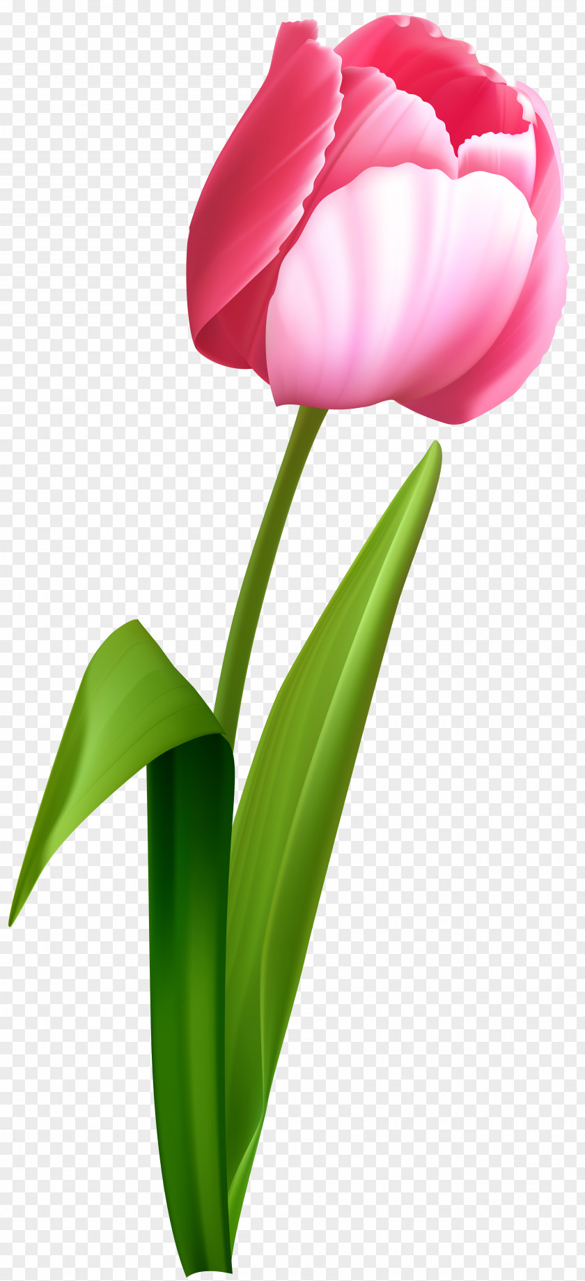 Pink Flowers Tulip Desktop Wallpaper Flower Clip Art PNG