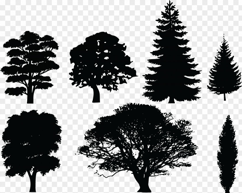Tree Vector Evergreen Pine Clip Art PNG