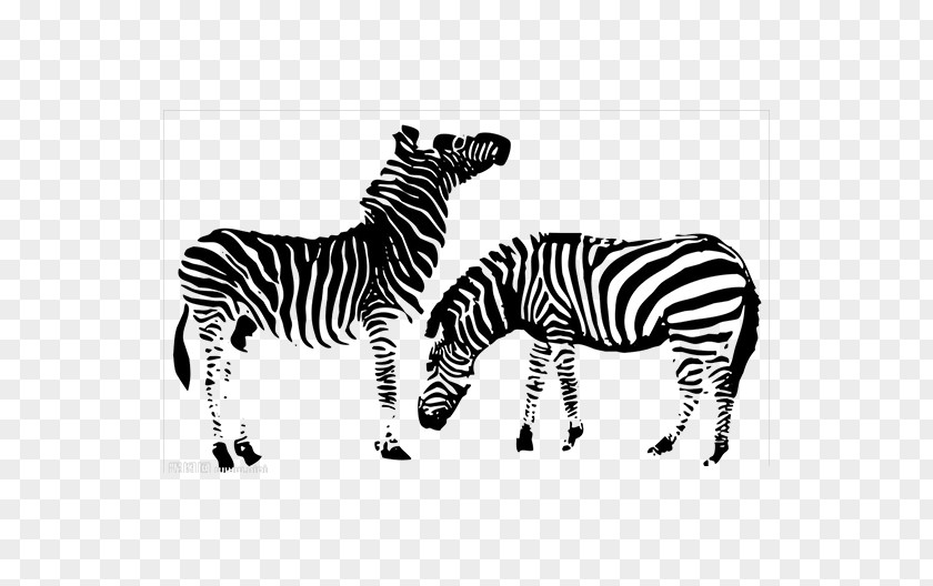 Zebra Horse Zebroid PNG