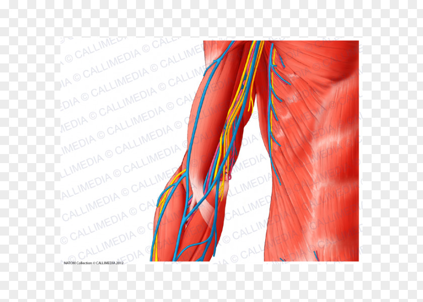 Arm Human Body Muscle Blood Vessel Shoulder PNG