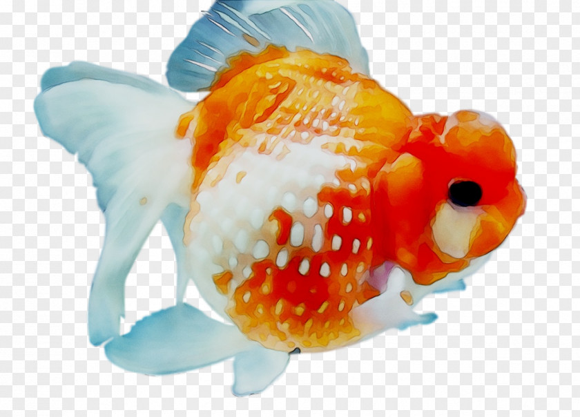 Goldfish Feeder Fish Marine Biology PNG