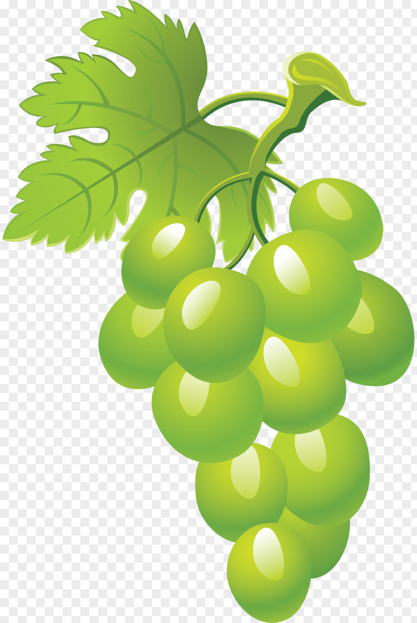 Grape Common Vine Fruit Clip Art PNG