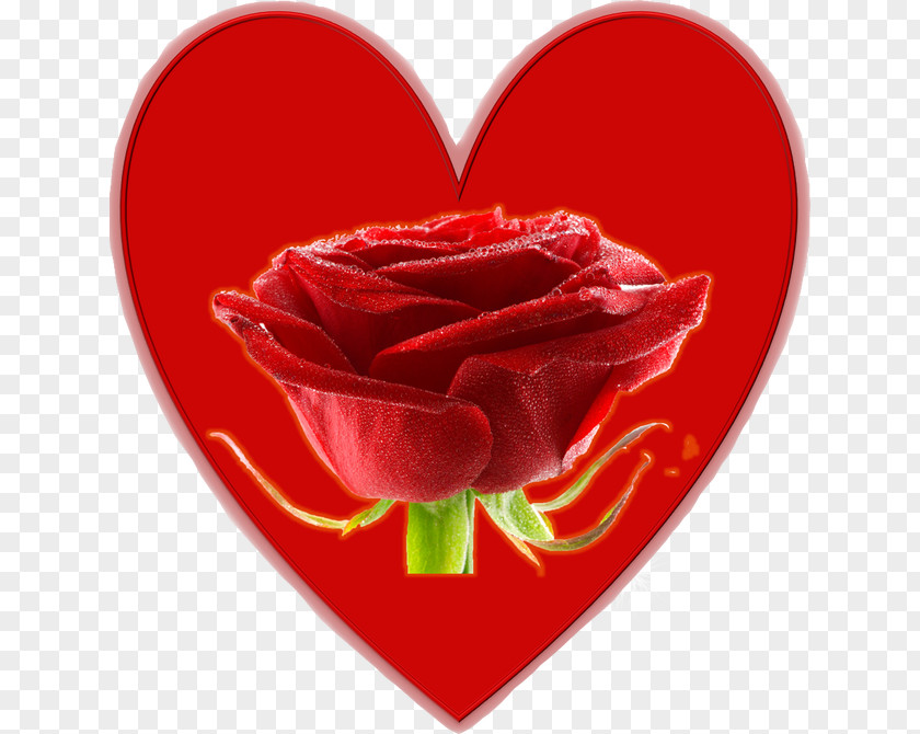Rose Garden Roses Valentine's Day Cut Flowers Petal PNG