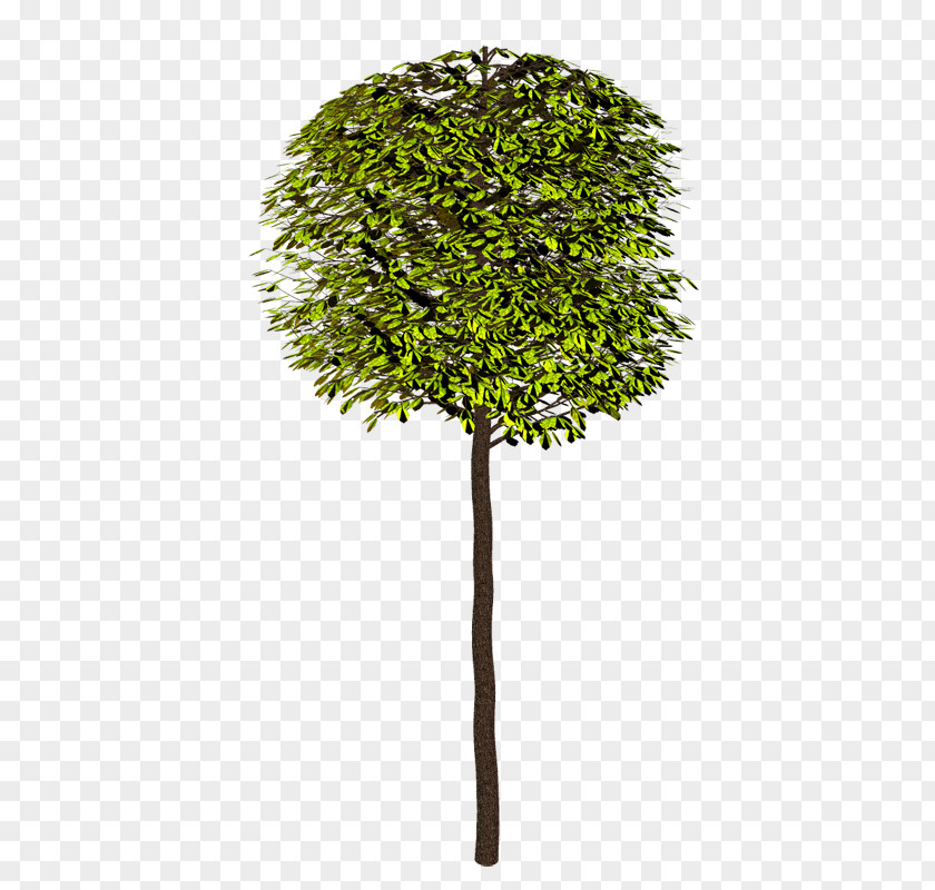 Tree Shrub Branch Clip Art PNG