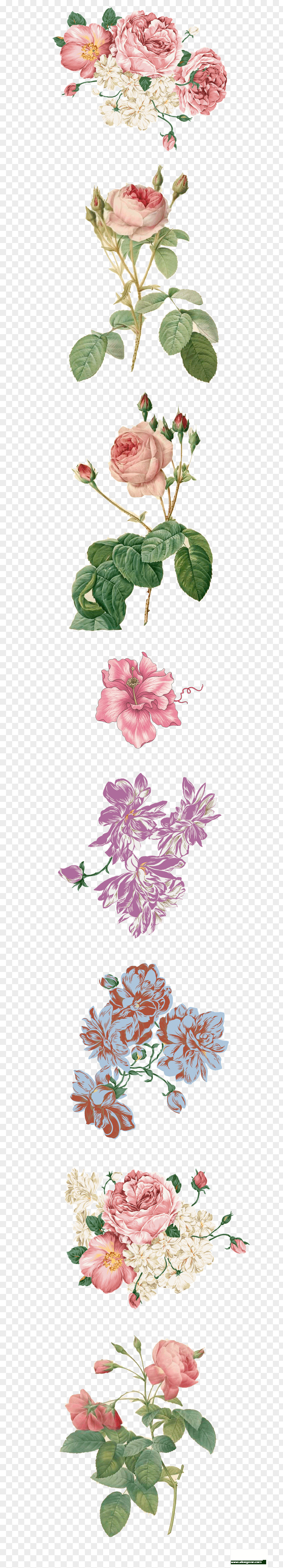 Bor Moutan Peony Design Painting Wall Flower PNG